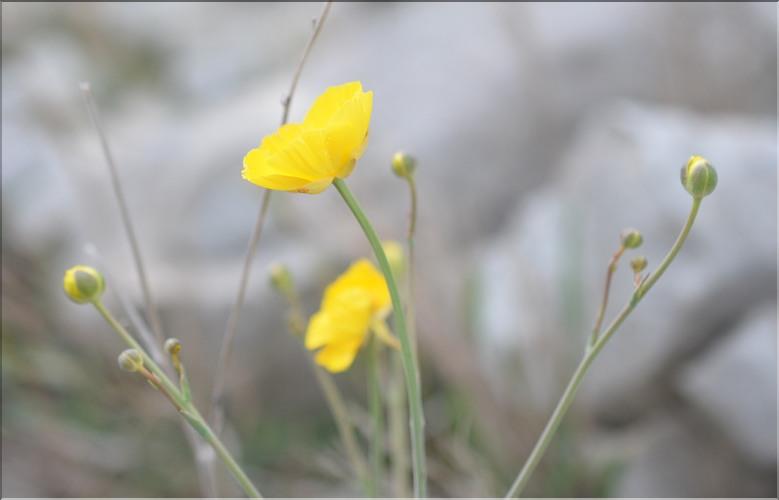 Ranunculus_gramineus3_SP