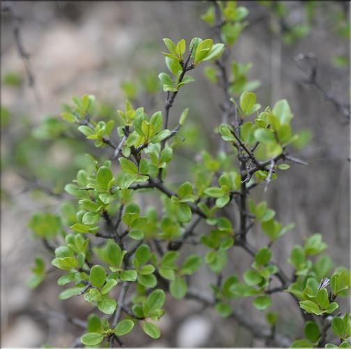 Rhamnus_saxatilis2_SP