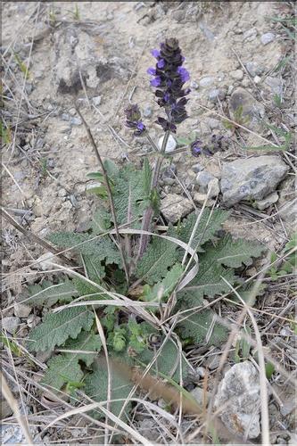 Salvia_verbenaca_SP