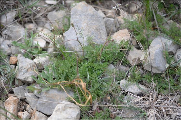 Scandix_australis2_SP