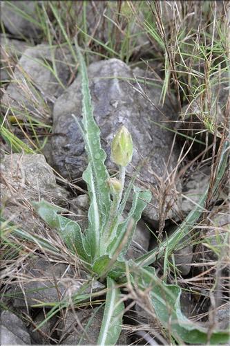 Scorzonera_hispanica_crispatula_SP