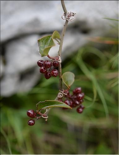 Smilax_aspera_SP