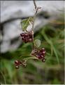 Smilax_aspera_SP