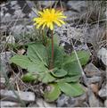 Taraxacum_obovatum_SP
