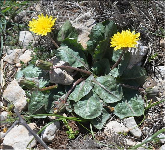 Taraxacum_ochrocarpum_SP