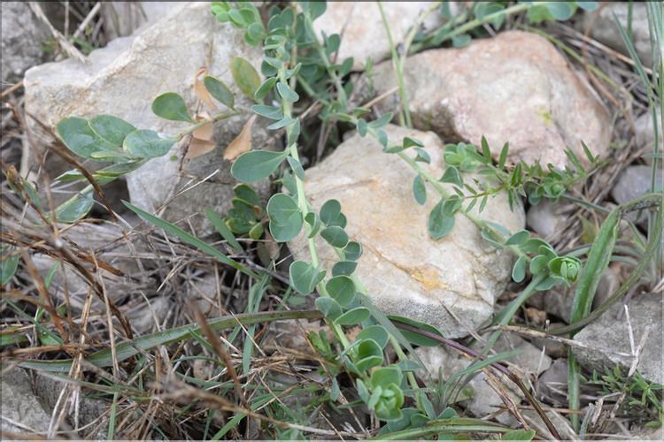 Telephium_imperati3_SP