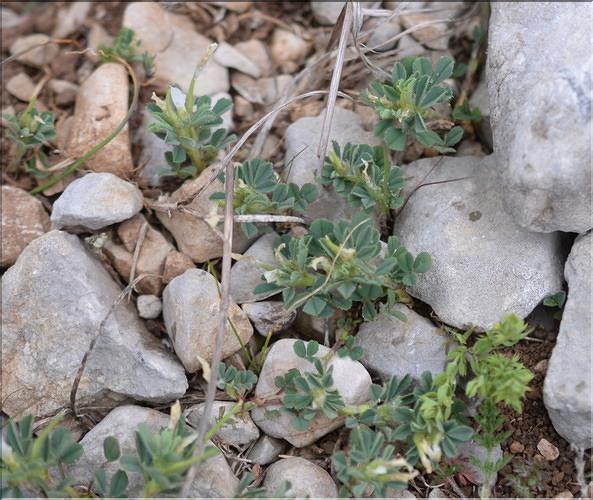 Trigonella_gladiata1_SP