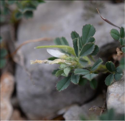 Trigonella_gladiata2_SP