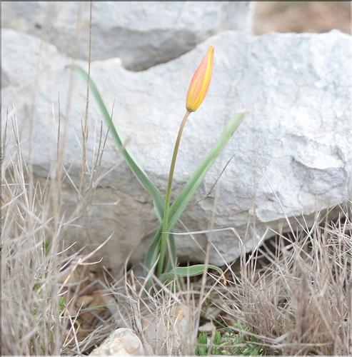 Tulipa_sylvestris_australis1_SP