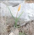 Tulipa_sylvestris_australis1_SP