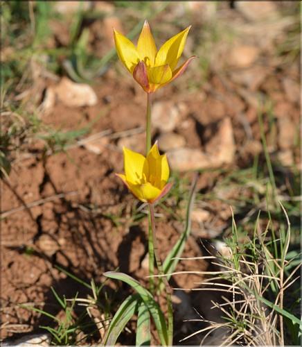 Tulipa_sylvestris_australis2_FM
