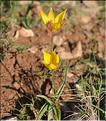 Tulipa_sylvestris_australis2_FM