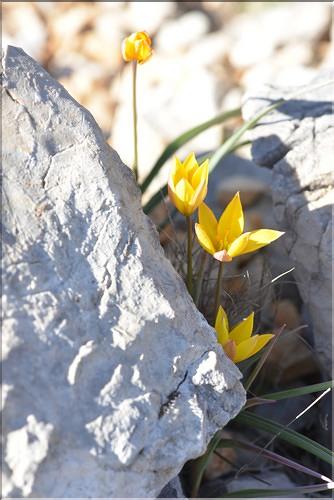 Tulipa_sylvestris_australis3_FM