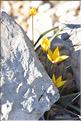 Tulipa_sylvestris_australis3_FM