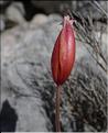 Tulipa_sylvestris_australis4_SP