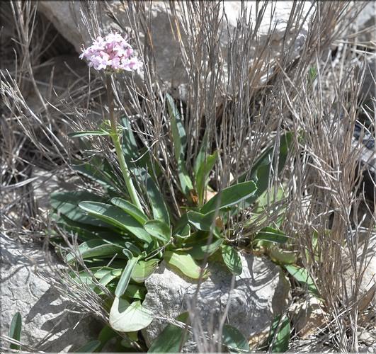 Valeriana_tuberosa1_SP