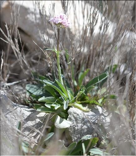 Valeriana_tuberosa2_SP