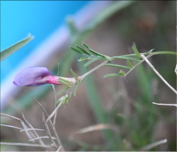 Vicia_amphicarpa_SP
