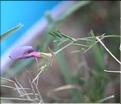 Vicia_amphicarpa_SP