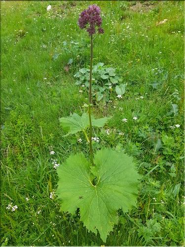 Adenostyles_alliariae_LT