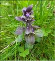 Ajuga_pyramidalis_LT