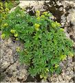 Alchemilla_alpigena1_LT