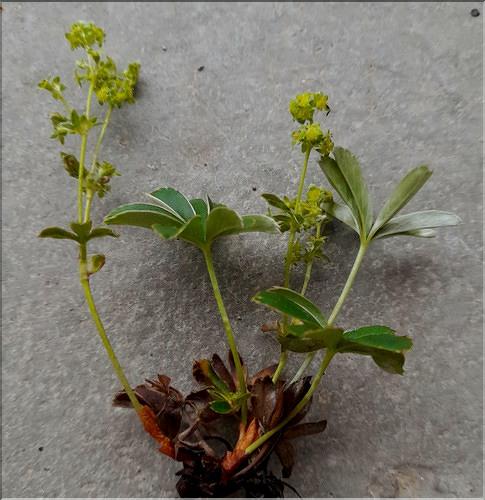 Alchemilla_alpigena3_LT