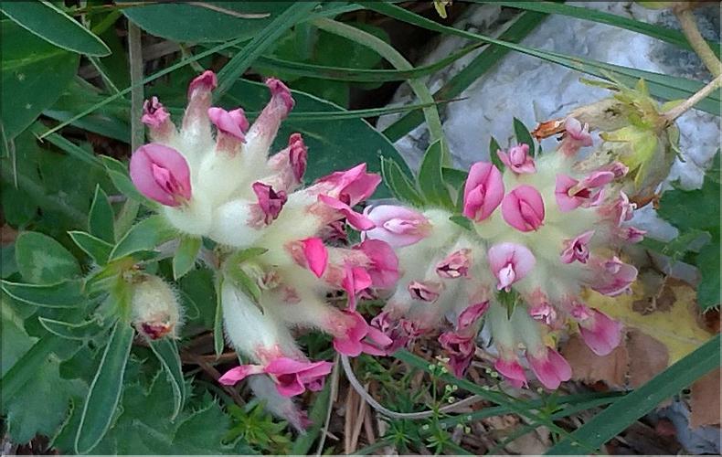 Anthyllis_vulneraria2_DB