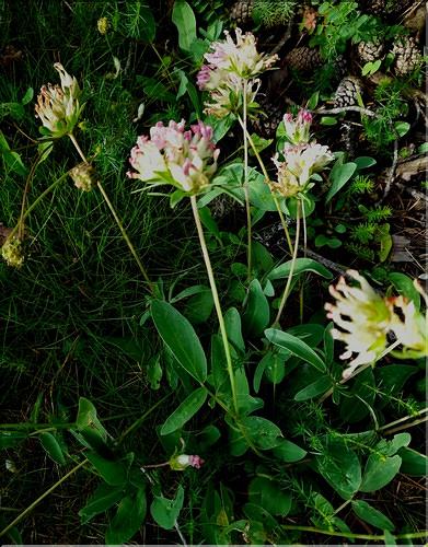 Anthyllis_vulneraria_alpestris_LT