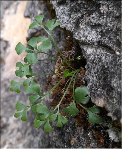 Asplenium_ruta-muraria_LT