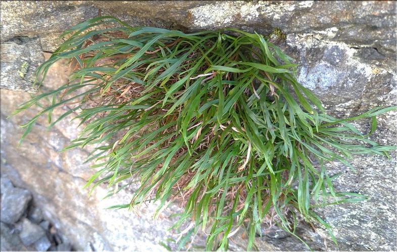 Asplenium_septentrionale1_DB