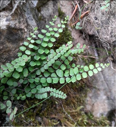 Asplenium_trichomanes_LT
