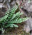 Asplenium_trichomanes_LT