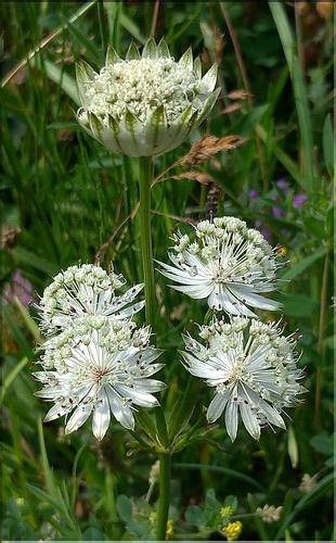 Astrantia_major_DB