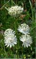 Astrantia_major_DB