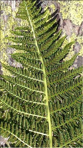 Athyrium_distentifolium2_DB