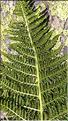 Athyrium_distentifolium2_DB
