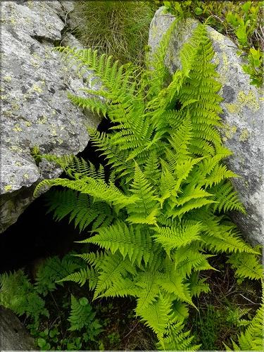 Athyrium_filix-femina1_LT