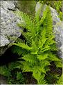 Athyrium_filix-femina1_LT