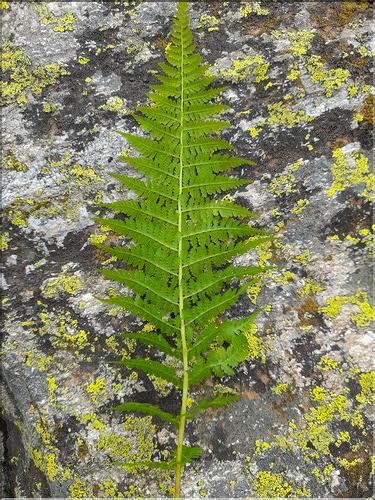 Athyrium_filix-femina_LT