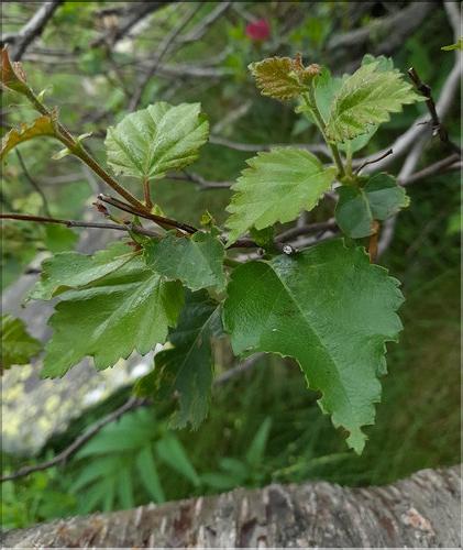 Betula_pubescens1_LT