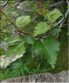 Betula_pubescens1_LT