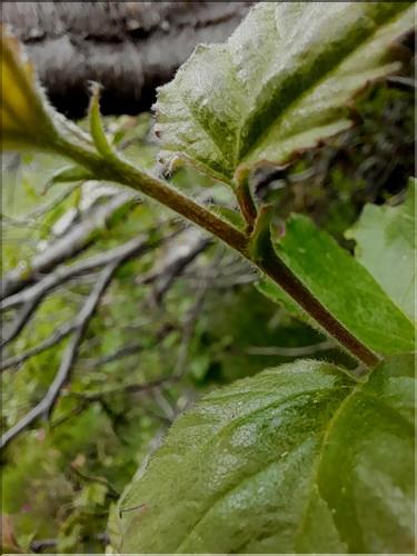Betula_pubescens2_LT