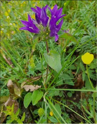 Campanula_glomerata_LT