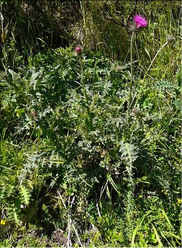 Carduus_defloratus_LT