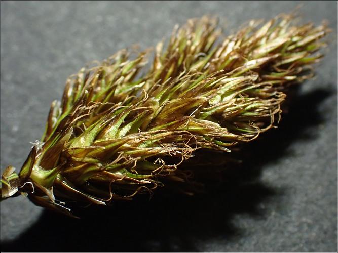 Carex_leporina2_LT