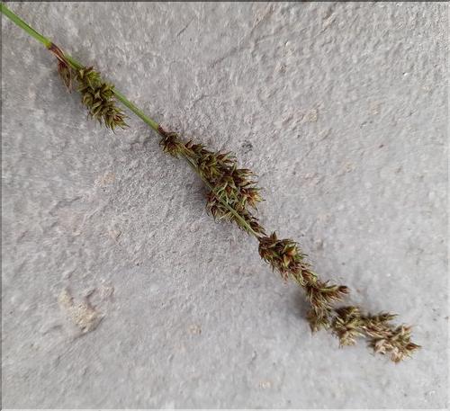 Carex_paniculata1_LT