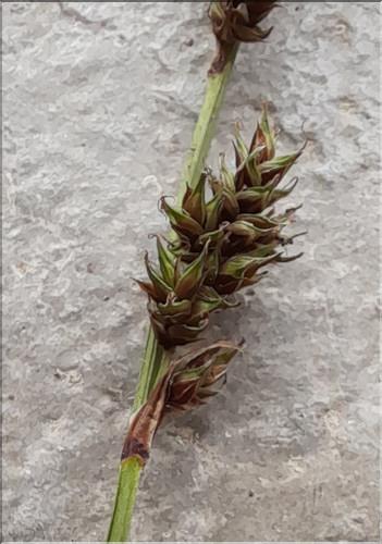 Carex_paniculata_LT