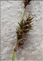 Carex_paniculata_LT