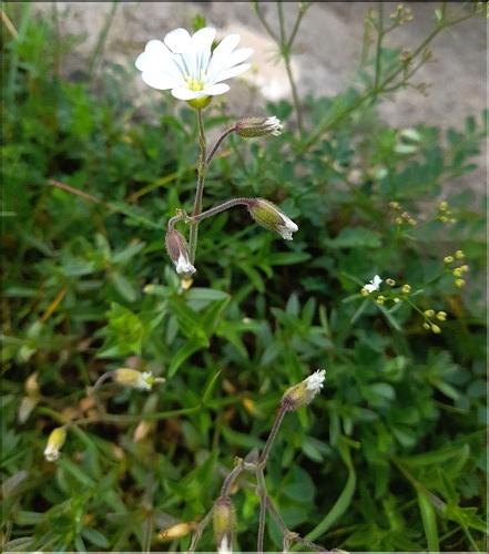 Cerastium_arvense_LT